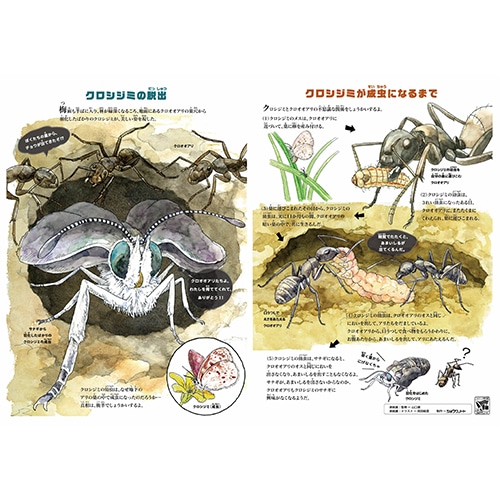 MDS BtoB |#ショウワノート ノート ジャポニカ学習帳50周年記念昆虫 