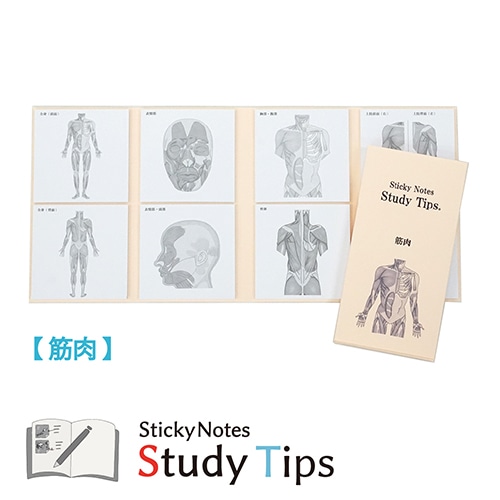 #紙季彩々 Sticky Notes Study Tips 筋肉 20枚綴り(8柄) ピンク FS-SST008