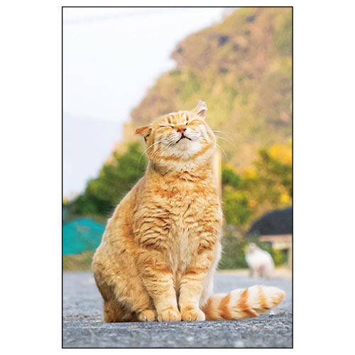 #アクティブコーポレーション カード ネコポストカード   L12-PB-560