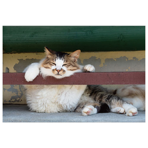 #アクティブコーポレーション カード ネコポストカード   L12-PB-561