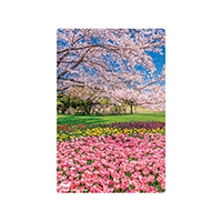 #いろは出版 季節ポストカード 日本の絶景ポストカード春 定型サイズ 春の国営昭和記念公園 JPC-91