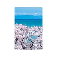 #いろは出版 季節ポストカード 日本の絶景ポストカード春 定型サイズ 佐渡島 JPC-93