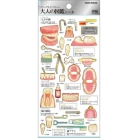最終_#カミオジャパン 大人の図鑑シール 大人の図鑑シール  歯　224587