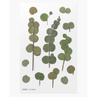 #ワールドクラフト シール Pressed Flower Stickers  1枚入 Eucalyptus PFS-018