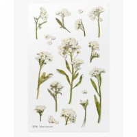 #ワールドクラフト シール Pressed Flower Stickers  1枚入 Sweet alyssum PFS-022