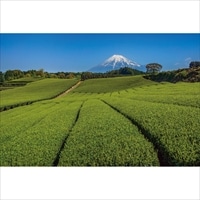 #いろは出版 季節ポストカード 日本の絶景ポストカード夏 定型サイズ 今宮の茶畑 JPC-80