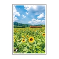 #いろは出版 季節ポストカード 日本の絶景ポストカード夏 定型サイズ 石神のひまわり畑 JPC-121