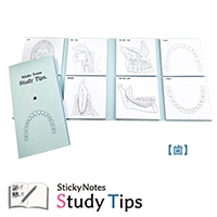 #松浦紙器 付箋 StickyNotesStudyTips 付箋65mm×65mm･8柄20枚綴 歯 FS-SST011