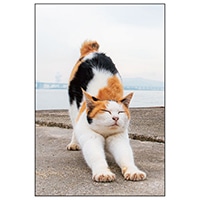 #アクティブコーポレーション カード ネコポストカード   L12-PB-559