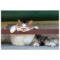 #アクティブコーポレーション カード ネコポストカード   L12-PB-561