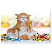 #アクティブコーポレーション カード ネコポストカード  じゃれる茶猫 M08-PB-564