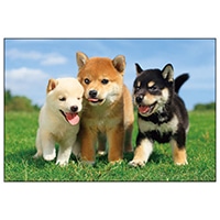 #アクティブコーポレーション カード イヌポストカード   L12-PN-610