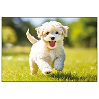 #アクティブコーポレーション カード イヌポストカード   L12-PN-613