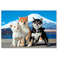 #アクティブコーポレーション カード イヌポストカード  柴犬3匹 M08-PN-616