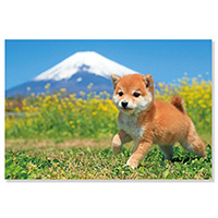 #アクティブコーポレーション カード イヌポストカード  柴犬と富士山 M08-PN-617